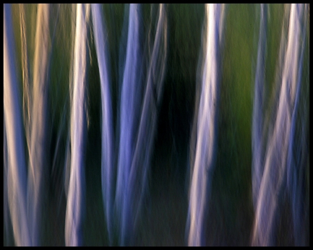 Wispy Trees.jpg